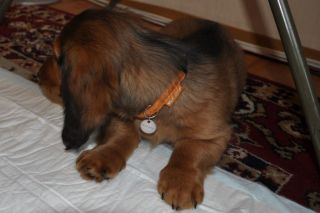 Jamnik d�ugow�osy